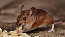 Find Exterminators in Colonial Heights City County